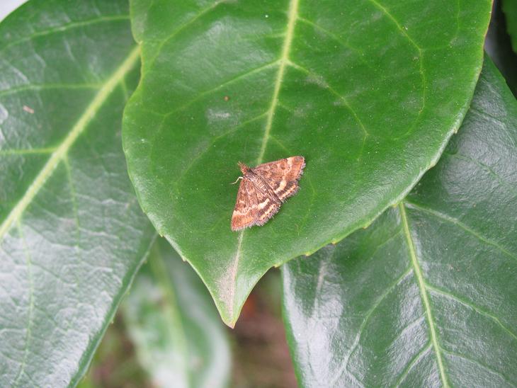 Crambidae da ID - Pyrausta despicata